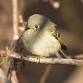 Guided Bird Hike at Short Hills - November Edition event image