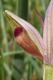 Image result for Isoglossa laxiflora