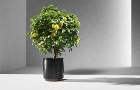 Check Out This Behance Project Free Lemon Tree 3d Model Https Www Behance Net Gallery 59770969 Free Lemon Tree 3d Model