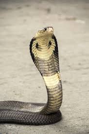 Snake Cobra Snake Siamese Cobra Naja Kaouthia The Cement Floor Street Affiliate Siamese Cobra Snake Cobra Naja Ad Snake Photos Snake Cobra Snake