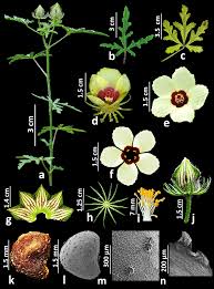 Image result for Hibiscus tridactylites