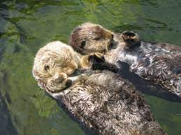Log in or sign up to leave a comment log in sign up. Sea Otters Holding Hands So Sweet Sea Otter Otters Cute Animals