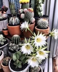 Although she looks like a 'clumsy' girl, emilda is actually tan sri nik baseera's favorite clerk. Round Two Echinopsis Cactus Cactuslove Succulent Succulove Desert Plant Nature Leafandclay Jungalowstyle Succulen Succulents Cactus Plants Plants