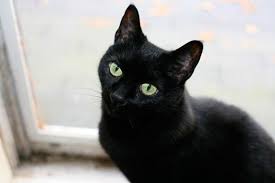 Siyah Kedi Cinsleri Turleri Ve Ozellikleri Cinsleri Net