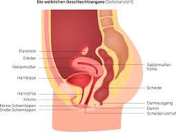 Anatomie der weiblichen geschlechtsorgane die primären geschlechtsmerkmale, die unmittelbar zur fortpflanzung notwendig sind, werden in innere und äußere geschlechtsorgane unterschieden. Name Weibliches Geschlechtsorgan
