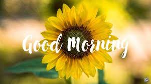 Sunflower is one of the beautiful flowers of nature. 10 Good Morning Image With Quotes Explorepic