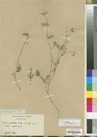 Image result for Cucumis zeyheri