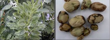 ‫شناسایی و کنترل آفات و بیماری های باقلا – دهکده سبز شمالگان‬‎