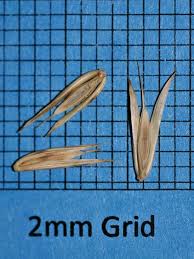 Image result for Vepris rogersii