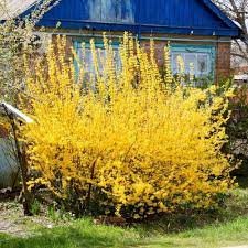 Border forsythia (forsythia intermedia hybride). Forsythia Hedge Forsythia Intermedia Lynwood Gold