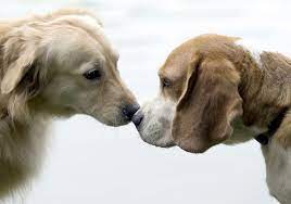 Do Dogs Fall In Love Pittsburgh Post Gazette