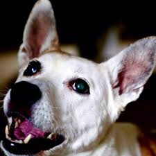 Remember, pets are very good at concealing their pain and discomfort and our duty is to alleviate suffering to the best extent. Home Pet Doctor 28 Photos 204 Reviews Veterinarians Los Angeles Ca United States Phone Number