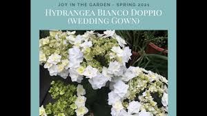 Hydrangea macrophylla 'wedding gown', also known as doppio bianco is an award winning new variety and part of a special breed of hydrangeas that has the ability to flower over an exceptionally long period. Hydrangea Macrophylla Doppio Bianco Wedding Gown Youtube