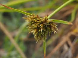 Image result for Pycreus polystachyos