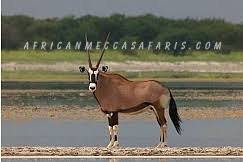 Explore Tour Nxai Pan National Park In Botswana Africanmecca Safaris