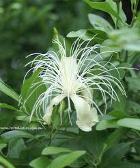 Image result for Capparis citrifolia