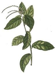 Petiveria Alliacea Wikipedia La Enciclopedia Libre