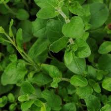 Image result for Origanum