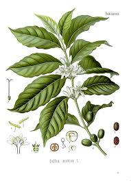Coffea Is A Genus Of Flowering Plants In The Rubiaceae Family They Are Shrubs Or Small Trees Native To Ilustracao De Plantas Desenho De Plantas Arte Com Cafe