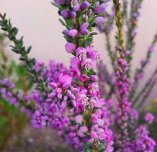 Image result for Muraltia