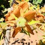 Image result for Dombeya acutangula