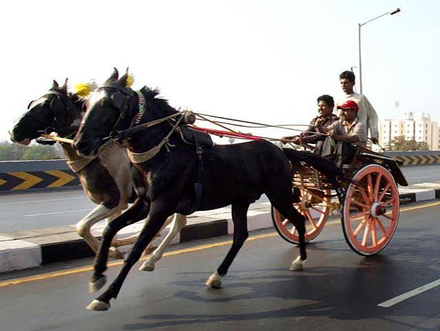 This is all we know': Mumbai's Victoria carriage operators fear for their future | Mumbai news