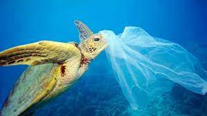 Es gibt viel plastik im meer und es wird immer mehr. Plastikmull Im Meer Wwf Junior