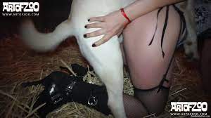 Bitch in sexy lingerie, home zooophilia with her dog