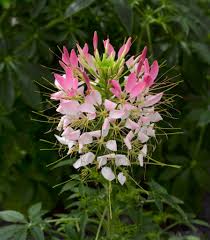 Image result for Cleome rubella