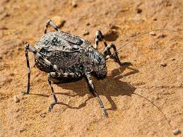 Image result for Tacazzea apiculata