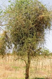 Image result for Balanites aegyptiaca