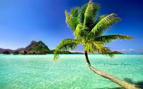 Maybe you would like to learn more about one of these? Palm Tree Beach Wallpapers Top Free Palm Tree Beach Backgrounds Wallpaperaccess