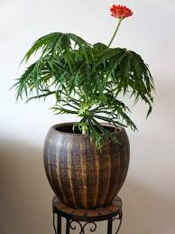 Image result for Jatropha schlechteri