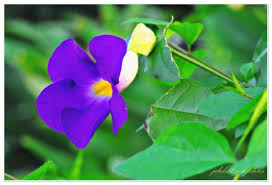 Image result for Thunbergia mildbraediana