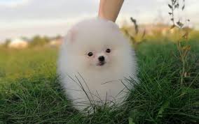 While the boo pomeranian price is 600 to 1000. Teacup Pomeranians Should You Really Get One K9 Web