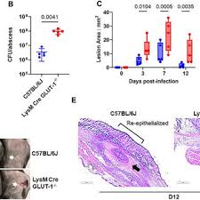Lance R. Thurlow's research works