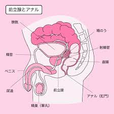 知ってるようで知らない、正しい『アナルセックス』ガイド