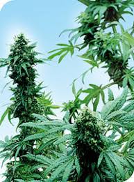 Buy the most superior cannabis strains now! Early Skunk Von Sensi Seeds Cannabis Sorten Infos