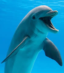 Apr 10, 2021 · its free, fun and dumb, funny trivia questions and answers printable on several interesting topics, which are picked from really silly and stupid things like as many interesting idiotic laws, bizarre food, dumb things people say, interesting animals, crazy things people do, and our society. Bottlenose Dolphins Zoology Quiz Quizizz