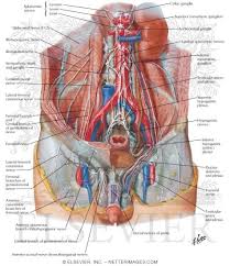 Image of urinary system major organs. Atlas Of Human Anatomy 3e
