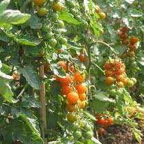 For more information on growing tomatoes, click growing guide. Bbc Gardening Plant Finder Tomato