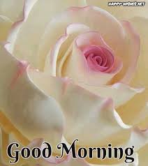 50 Good Morning Wishes With Rose Picture Beautiful Roses Love Flowers Pretty Flowers