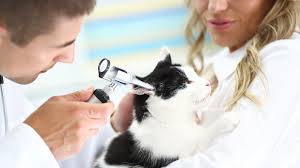 Diatomaceous earth uses for cats. How Do Cats Get Ear Mites