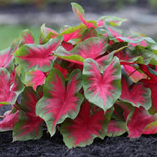 Pin By Jennifer Fisher On Red Garden Caladium Backyard Garden Landscape Backyard Garden Design