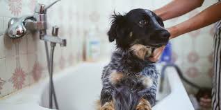 Wash my dog and its certified pet. How To Groom Your Dog Or Cat At Home Reviews By Wirecutter