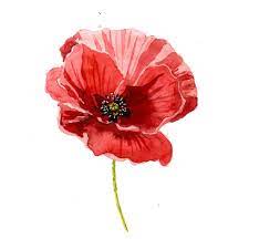 Sample Project Watercolor Poppies Skillshare Projects Poppy Flower Painting Poppy Flower Art Watercolor Poppies