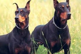 top 20 samyh opasnyh porod sobak v mire rejting kinologov