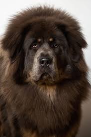 Afghan hounds are popular dogs and are perfect for a family home. 25 Biggest Giant Dog Breeds Largest Dog Breed Photos