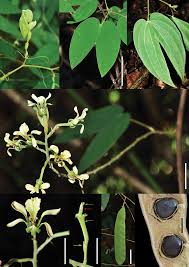 Image result for Adenolobus pechuelii