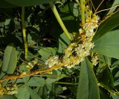 Image result for Cuscuta australis